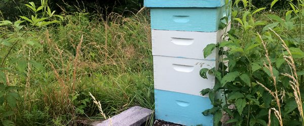 When Bees Swarm, Sometimes It’s a Gift From Nature