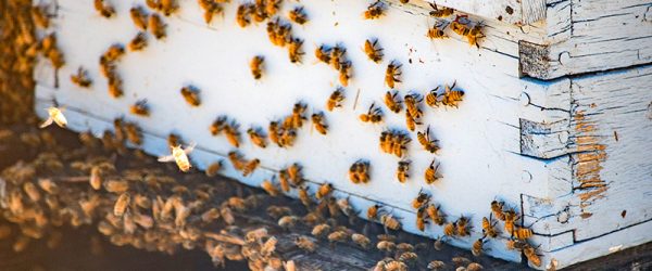 Summertime Robbing: Keep Your Bees Safe