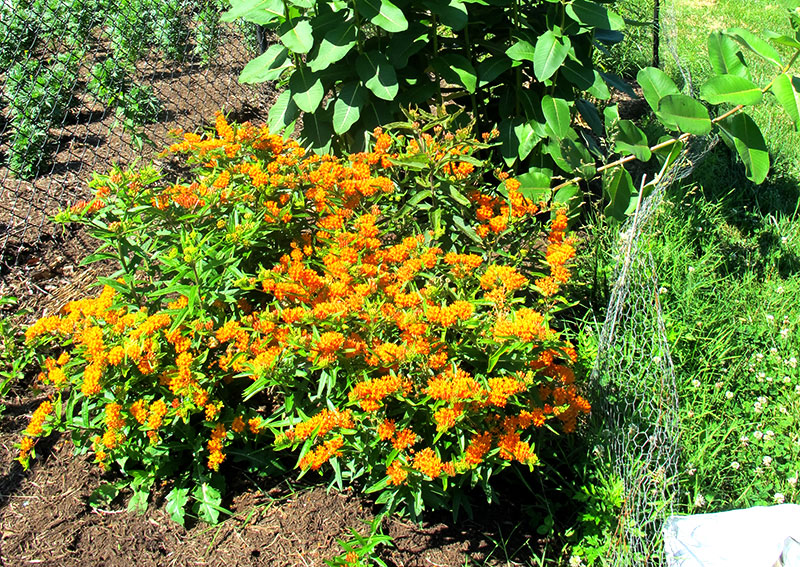 butterfly milkweed