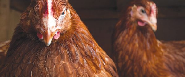 Chicken Health A to Z (Part 2): Know the Ailments That Can Affect Your Flock