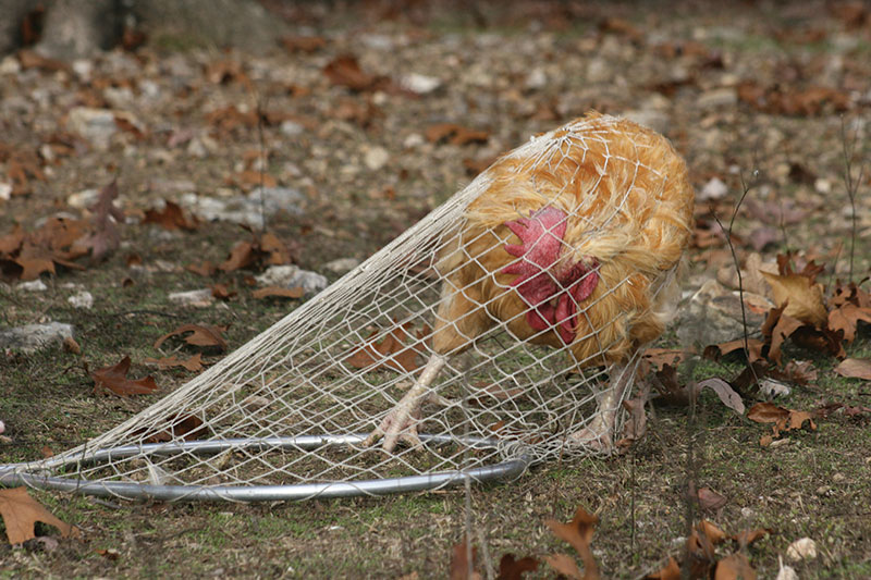 how to catch a chicken