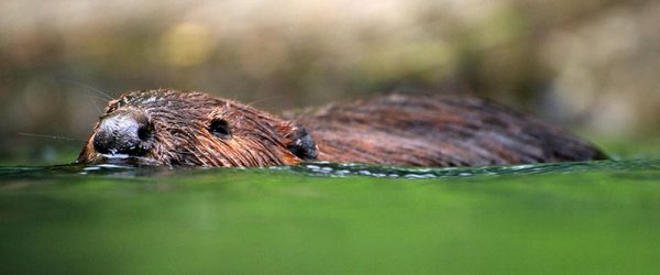 Wildlife Profile: Meet the Beaver, a Benefit to Water Quality