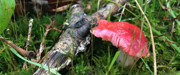 Mushroom Hunting Yields a Feast for the Eyes & Mind