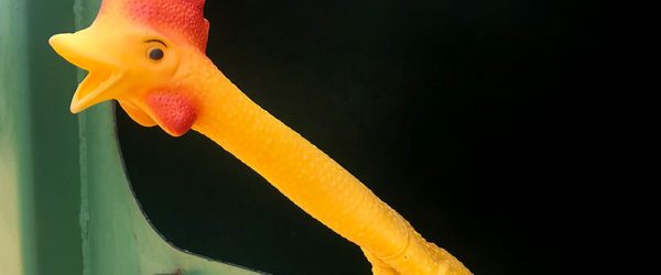 I See Chickens Everywhere