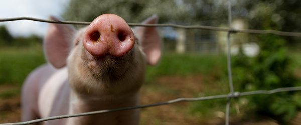 Trimming Piglets’ Tails: The Hows, Whys — and Why Nots