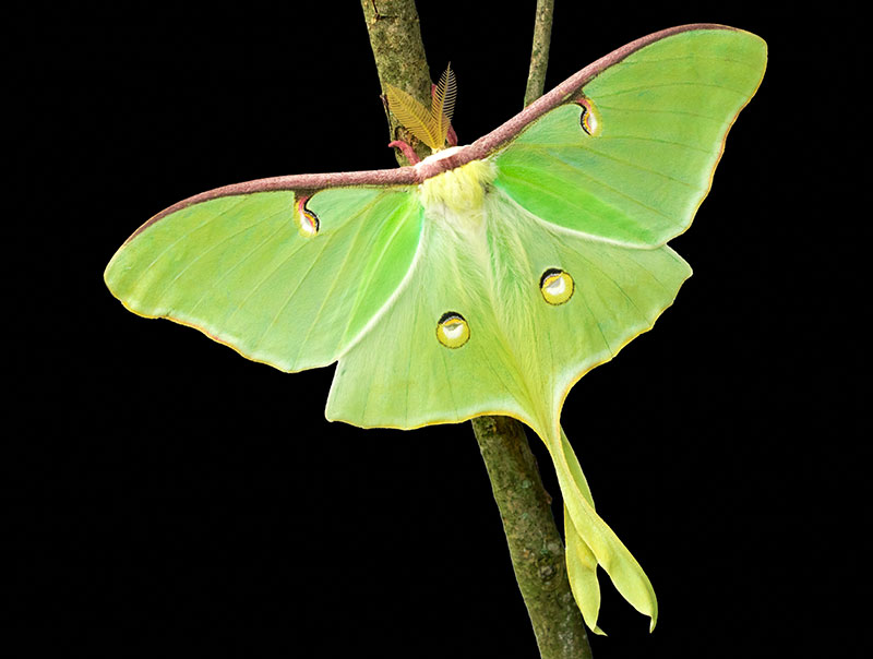 luna moth wild silk moths