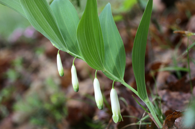 Solomon's seal