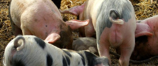 On Hurricanes and Pig Poop: Tips on Managing Manure