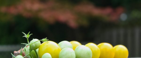 5 Tough Takeaways From Gardening With a Baby