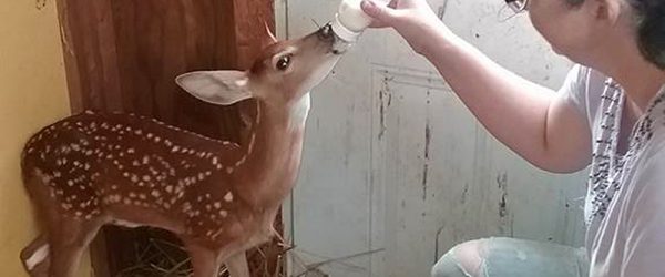 How to Begin Wildlife Rehabilitation on Your Farm