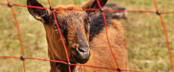 Manage Livestock and Land With Easy Rotational Grazing