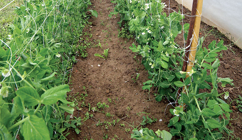 dry farming tomatoes