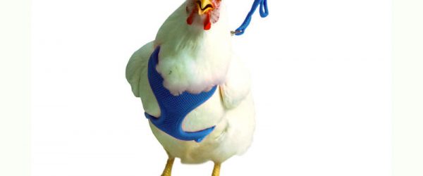 Take Your Chicken for a Walk: 7 Chicken-Themed Items