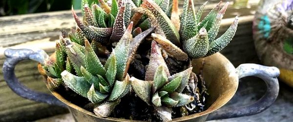 Fun Fall Succulent Projects: 4 Inspiring Ideas
