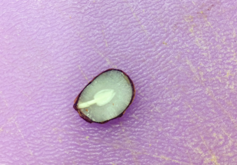 persimmon seed