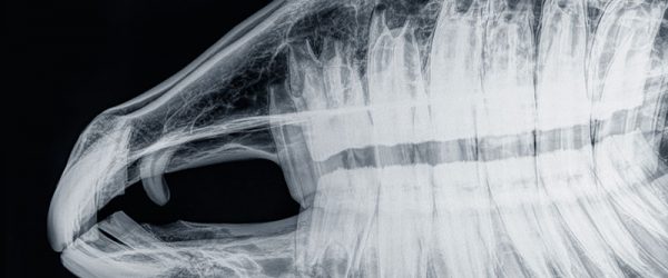 Radiographs on the Ranch: When a Livestock Animal Needs an X-Ray