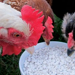 Oyster Shells for Chickens for Stronger Eggshells