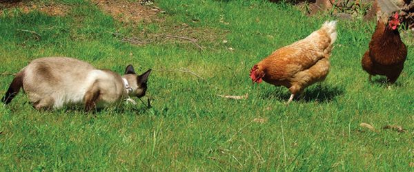 How to Keep Your Chickens Safe Around Cats