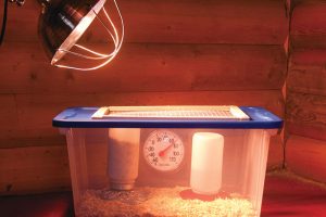 How to Build Your Own Chick Brooder - Hobby Farms