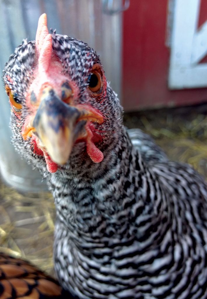 saycheese02chickenharris Hobby Farms