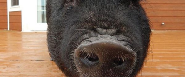 Say “Cheese!” Here Are the Best Recent Livestock Photos From Readers