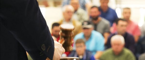 How to Navigate a Livestock Auction