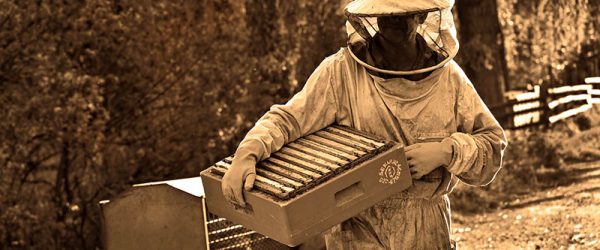 Beekeepers: Fight Varroa Mites & Other Parasites With Genetic Selection