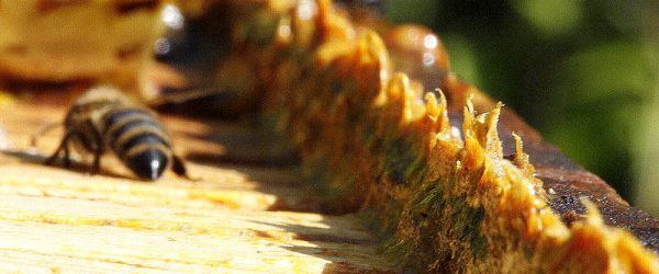 Want a Healthier Hive? Encourage Bees to Make More Propolis