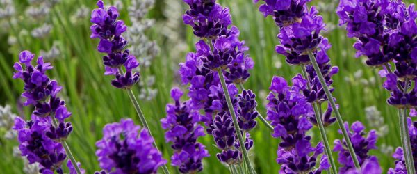 High Country Gardens Names Top 10 Perennials for 2019