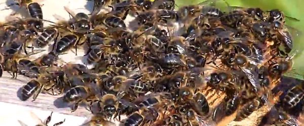 Study: Changing Weather Patterns Affect Honeybee Colonies—and Beekeepers’ Bottom Line