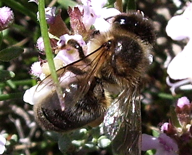 Spanish honeybee bee