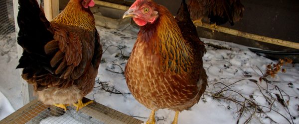 5 Winter Treats to Entertain Your Chilly Chickens