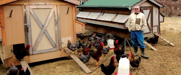 U.S. Military Veterans Work to Restore Heritage Chicken Breeds