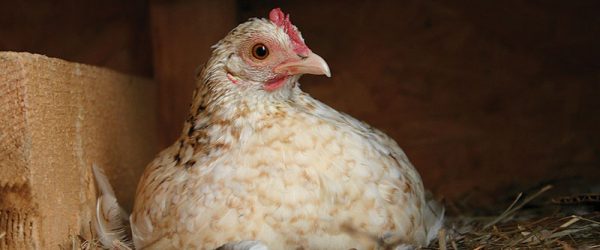 Prime Your Pullets to Be Great Egg Layers