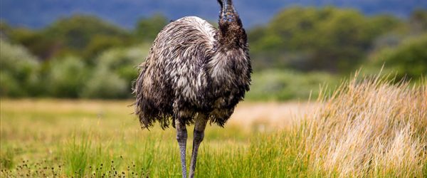 Get to Know the Emu, Which Once Was Seen as a Rival to Beef