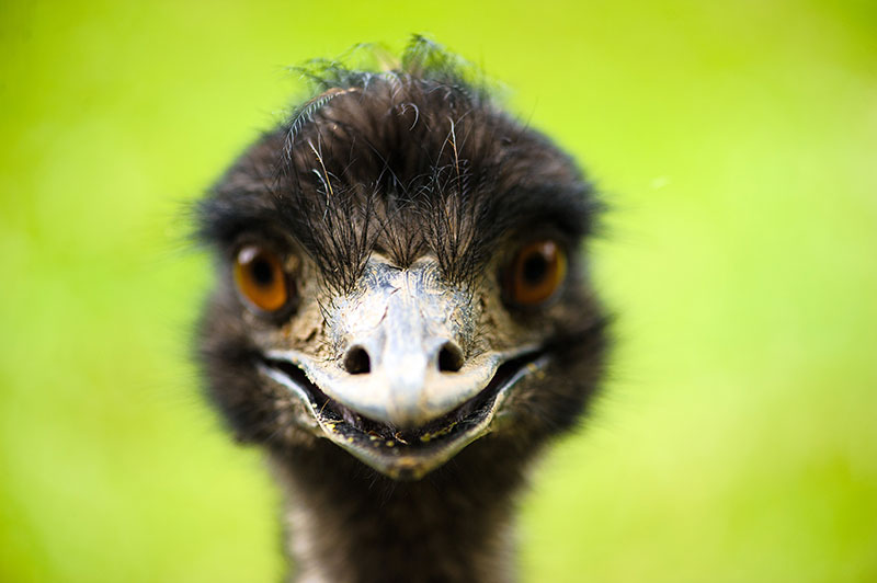 emu beak