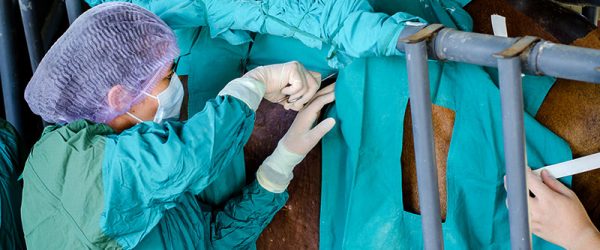 2 Common Surgeries for Livestock on the Farm