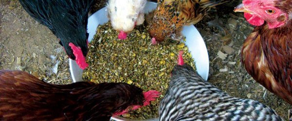 Chicken Health A to Z (Part 5): Know the Ailments That Can Affect Your Flock