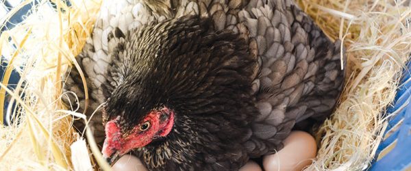How to Help a Broody Hen Hatch Her Chicks - Hobby Farms