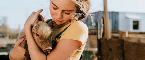 Farm Breeds Can Serve as Therapy Animals