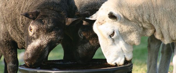 Livestock Nutrition: 5 Basic Principles of Feeding Sheep