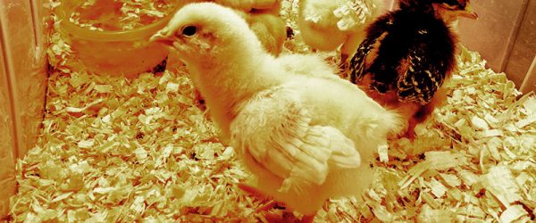 4 Tips for Rescuing Abandoned Easter Chicks
