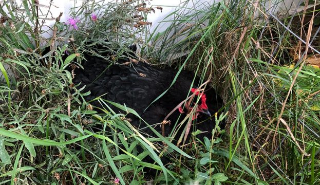 How to Help a Broody Hen Hatch Her Chicks - Hobby Farms