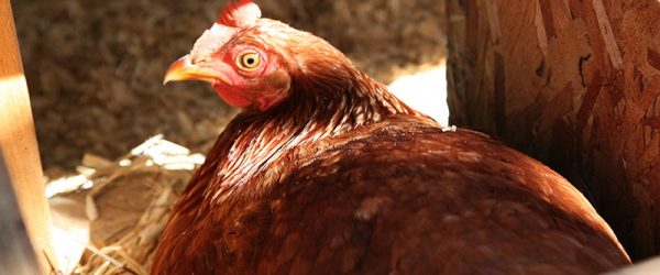 Nest Accidents: What to Do When a Hen Breaks Eggs