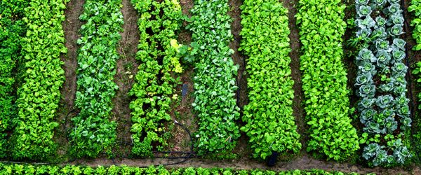 6 Tips to Improve Your Farm’s Productivity