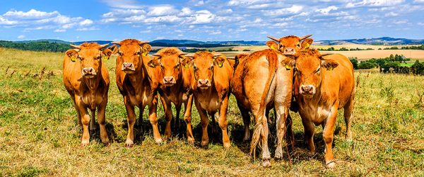 5 Tips to Ensure Summer Health of Livestock in Pastures