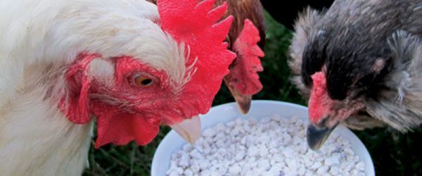 Chicken Feed Café: The Basics on Grit & Oyster Shell