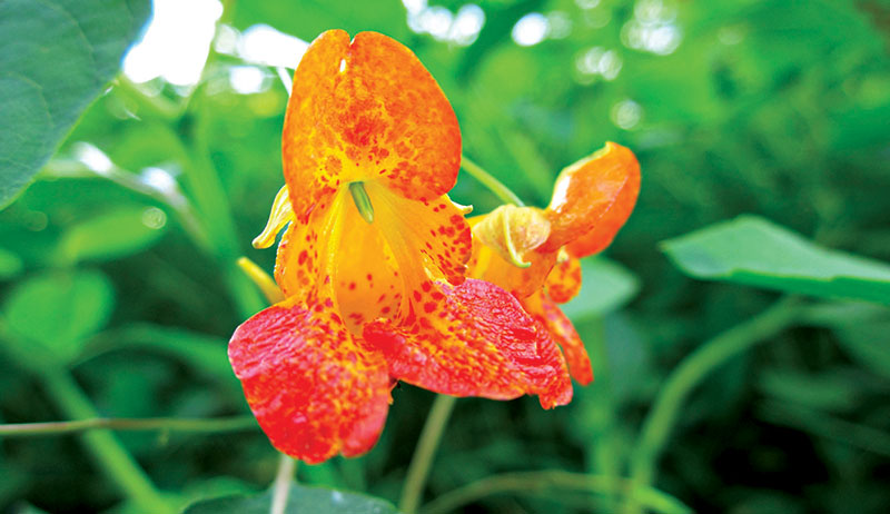 herbs skin remedies jewelweed