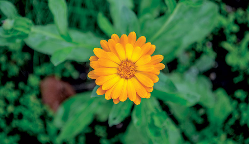 herbs skin remedies calendula