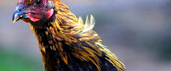 4 Unusual European Chicken Breeds for Your Flock